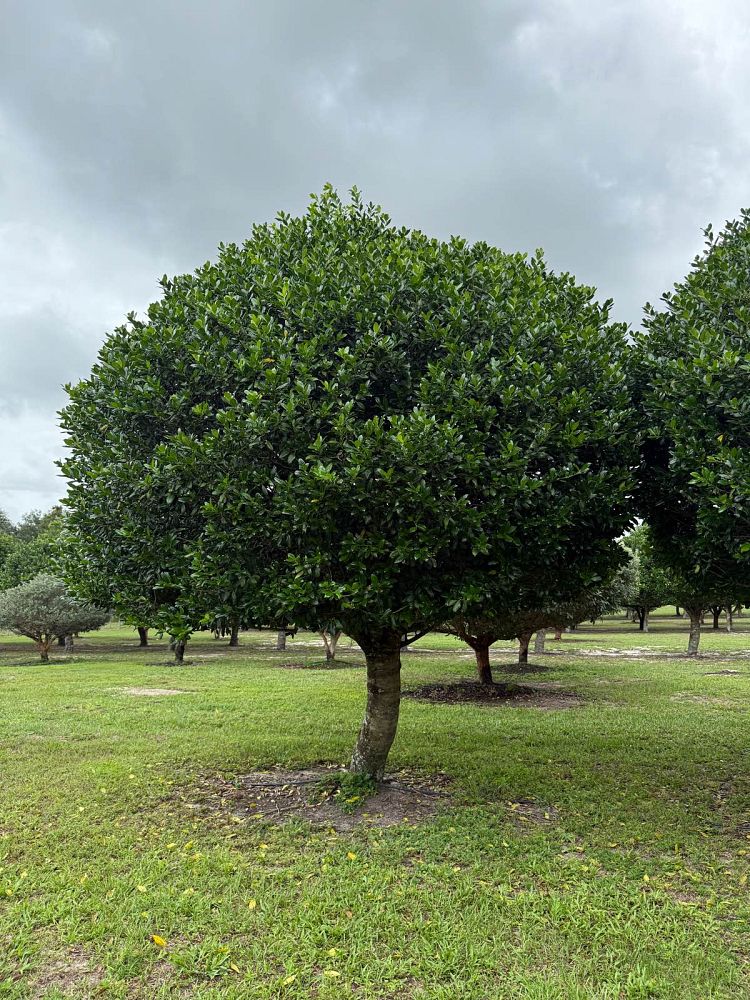 ilex-nellie-r-stevens-holly