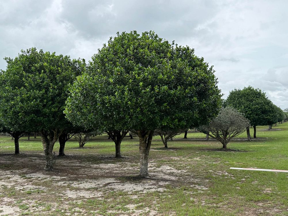 ilex-nellie-r-stevens-holly