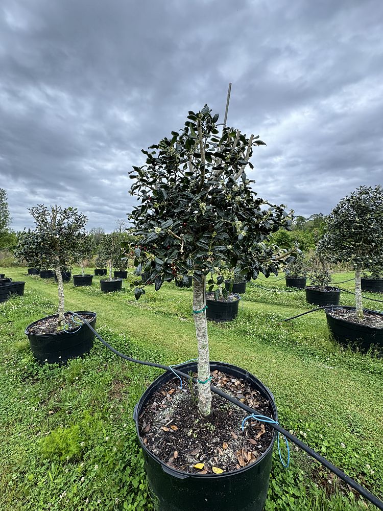 ilex-nellie-r-stevens-holly