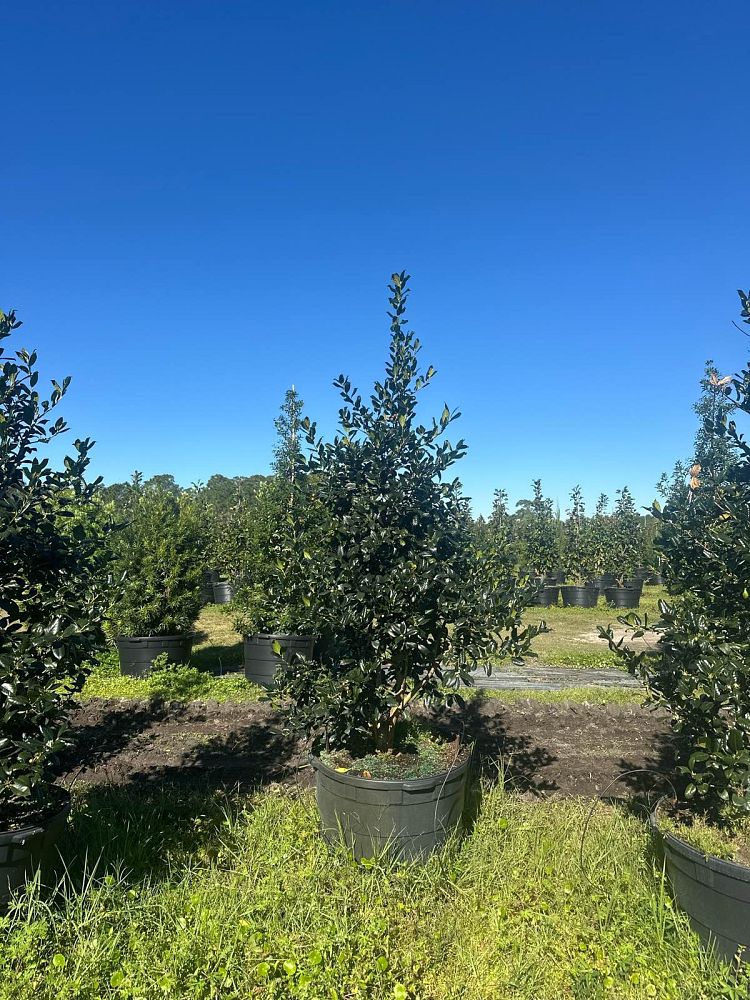 ilex-nellie-r-stevens-holly