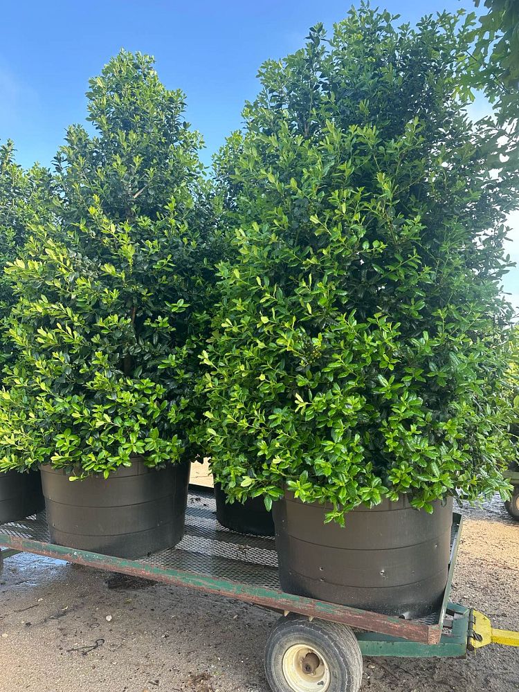 ilex-nellie-r-stevens-holly