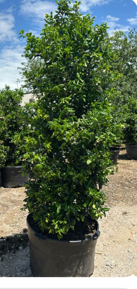 ilex-nellie-r-stevens-holly