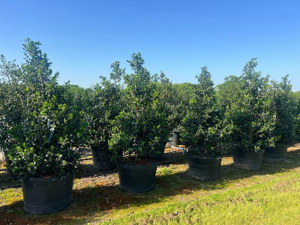 ilex-nellie-r-stevens-holly