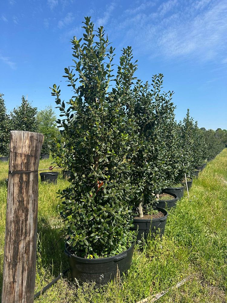 ilex-nellie-r-stevens-holly