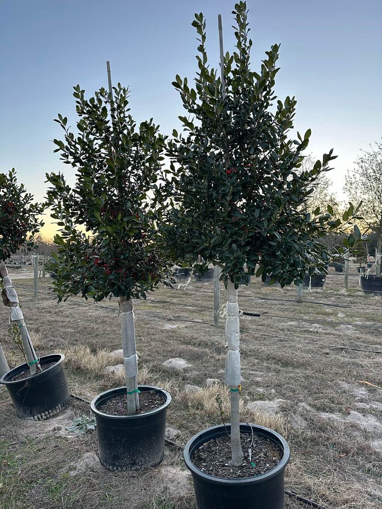 ilex-nellie-r-stevens-holly