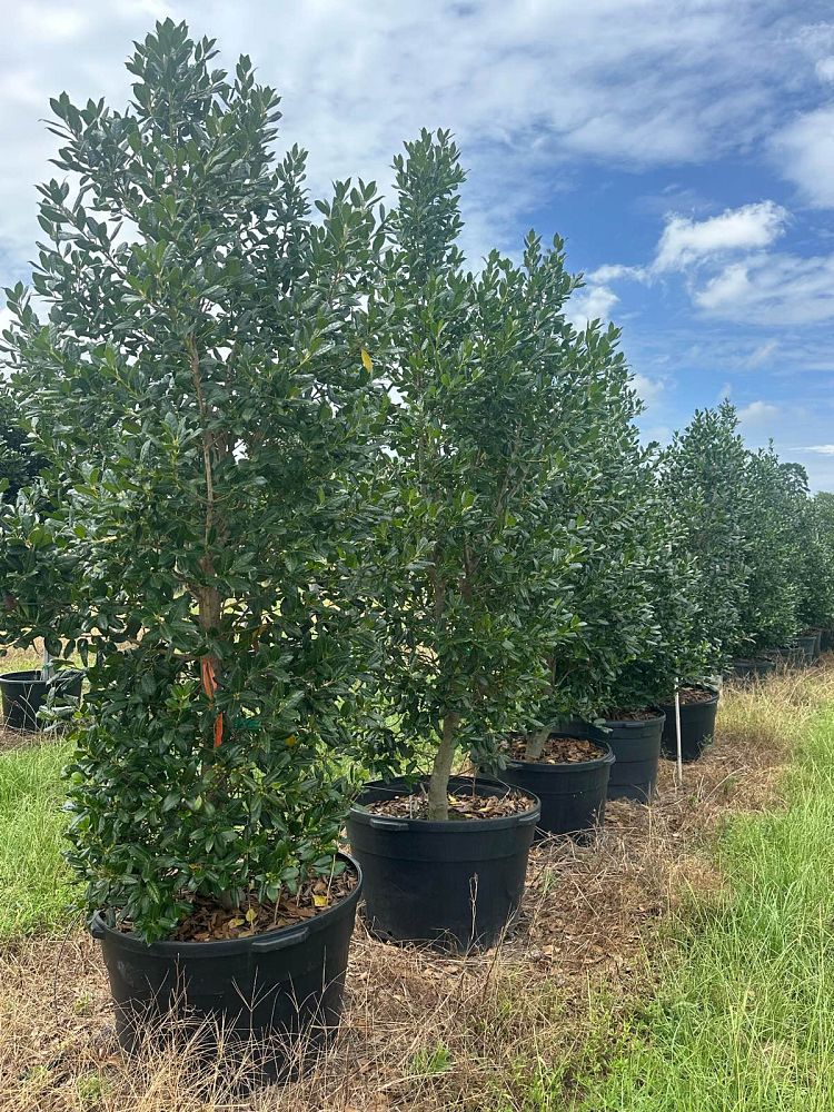ilex-nellie-r-stevens-holly