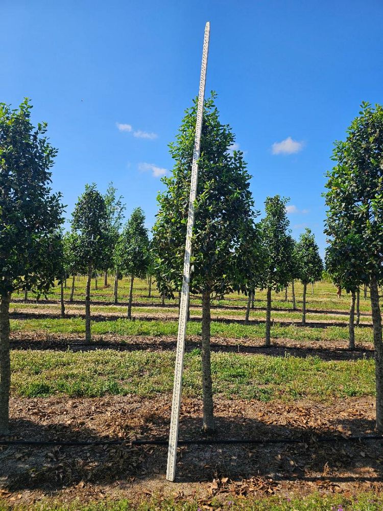 ilex-nellie-r-stevens-holly