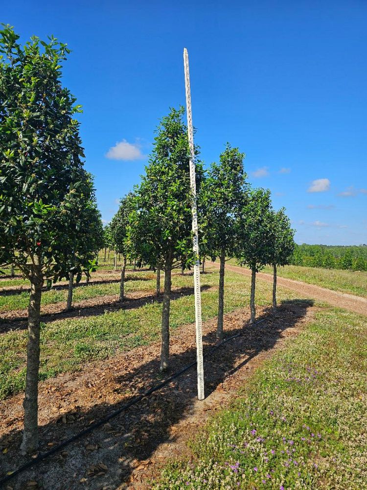 ilex-nellie-r-stevens-holly