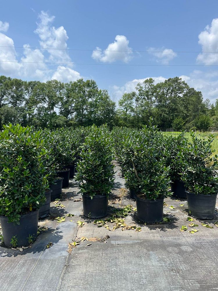 ilex-nellie-r-stevens-holly