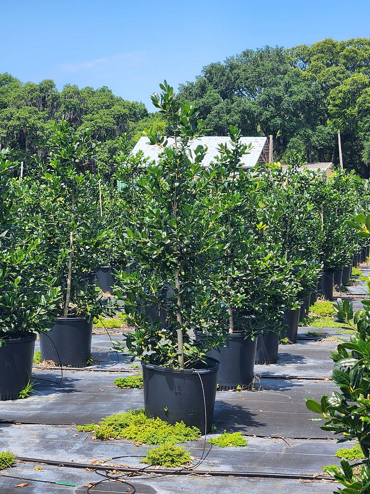 ilex-nellie-r-stevens-holly