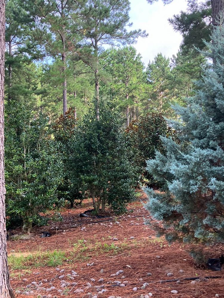 ilex-nellie-r-stevens-holly