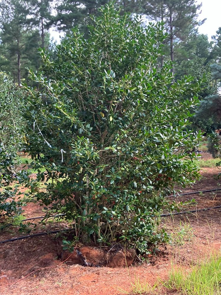 ilex-nellie-r-stevens-holly