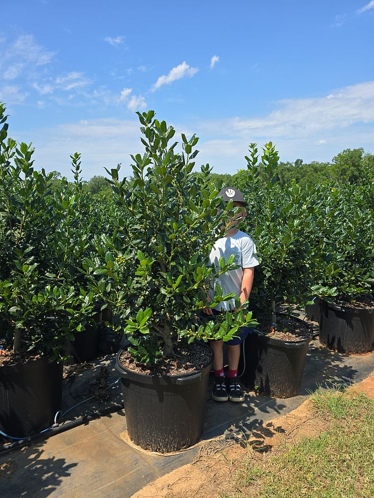 ilex-nellie-r-stevens-holly