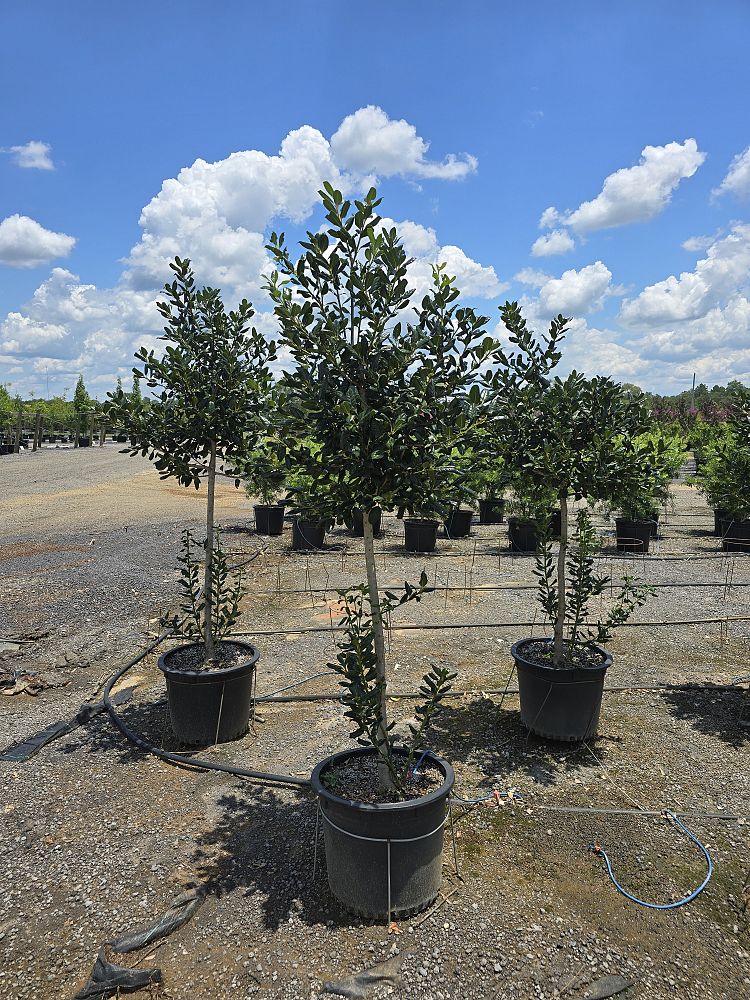 ilex-nellie-r-stevens-holly