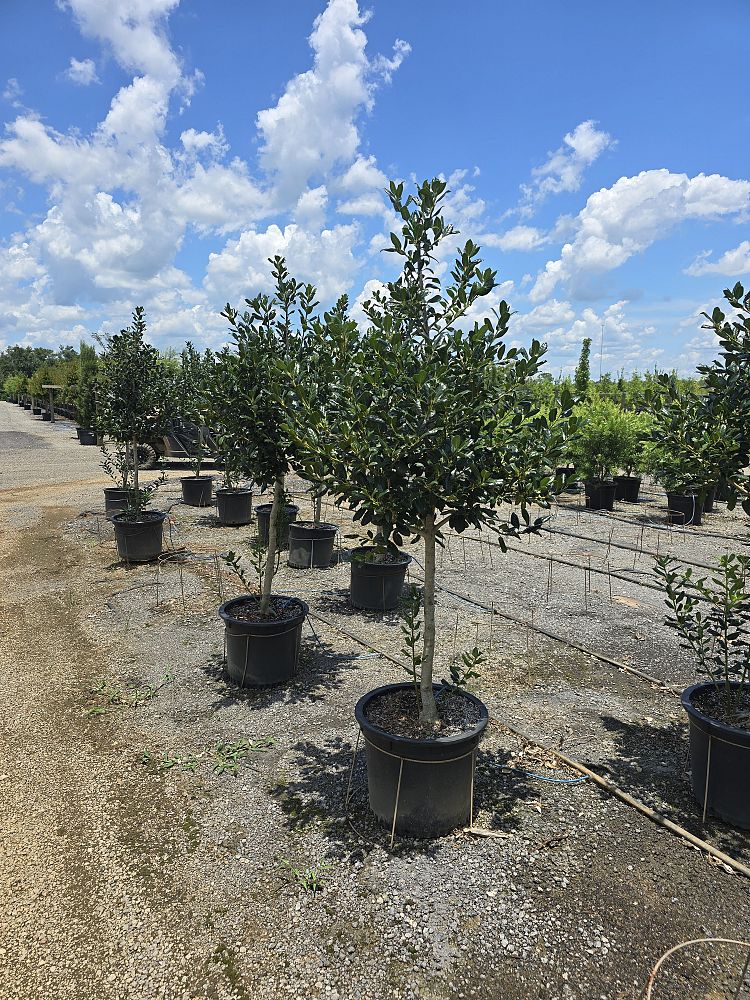 ilex-nellie-r-stevens-holly