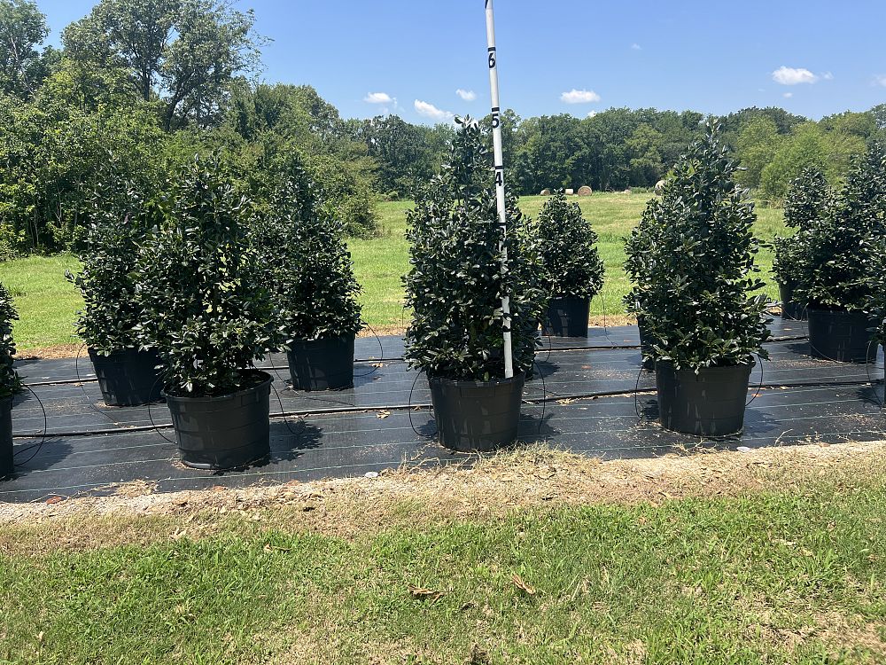 ilex-nellie-r-stevens-holly