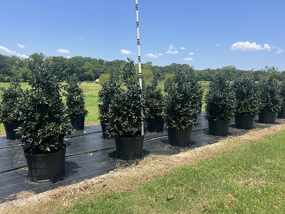 ilex-nellie-r-stevens-holly