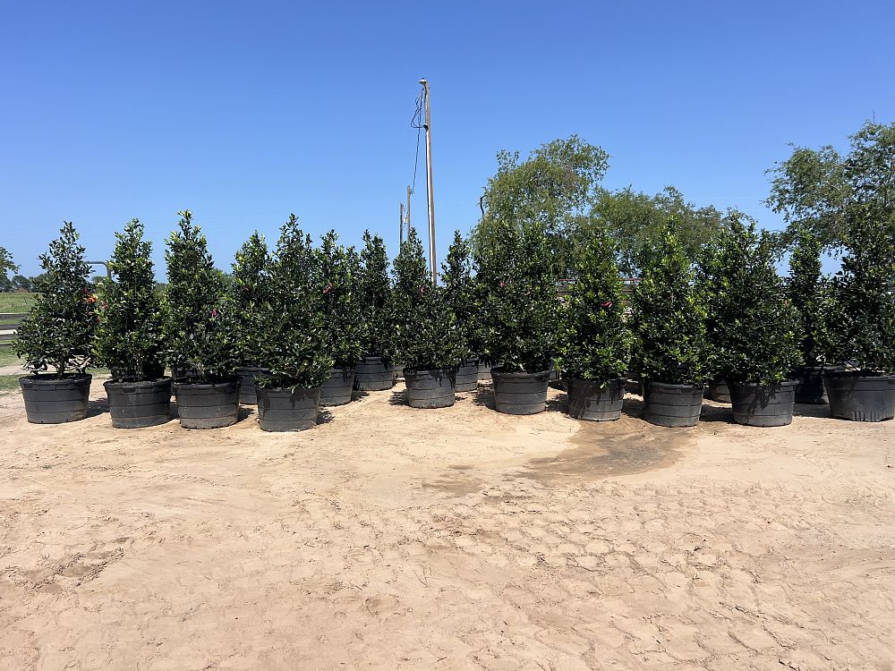 ilex-nellie-r-stevens-holly