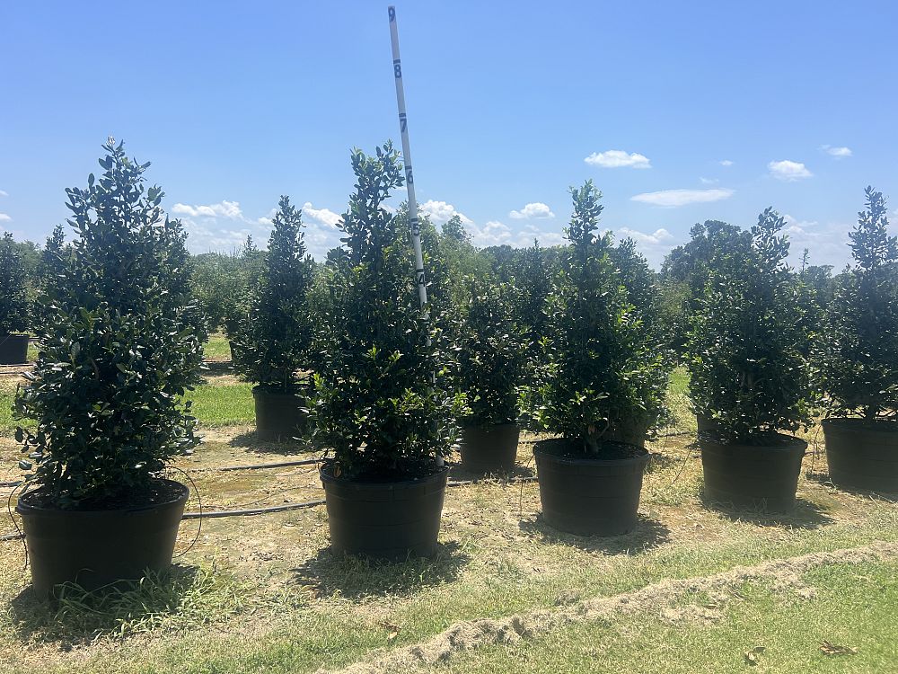 ilex-nellie-r-stevens-holly