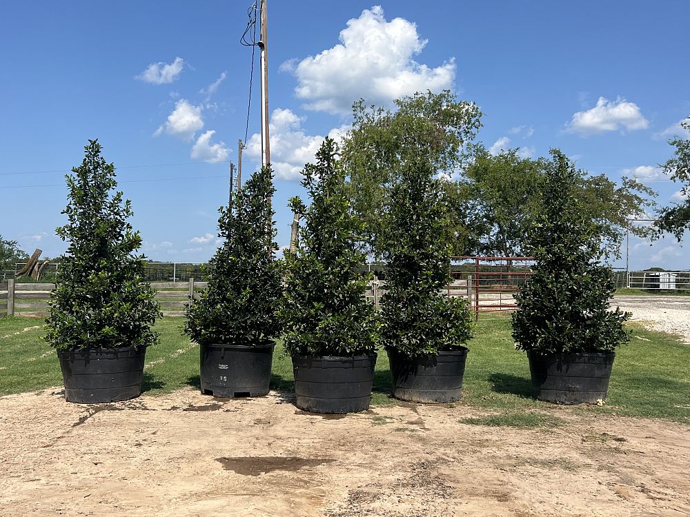 ilex-nellie-r-stevens-holly