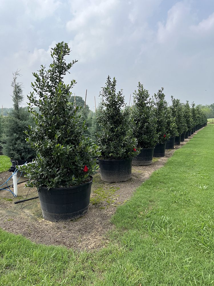 ilex-nellie-r-stevens-holly