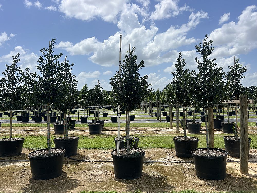 ilex-nellie-r-stevens-holly