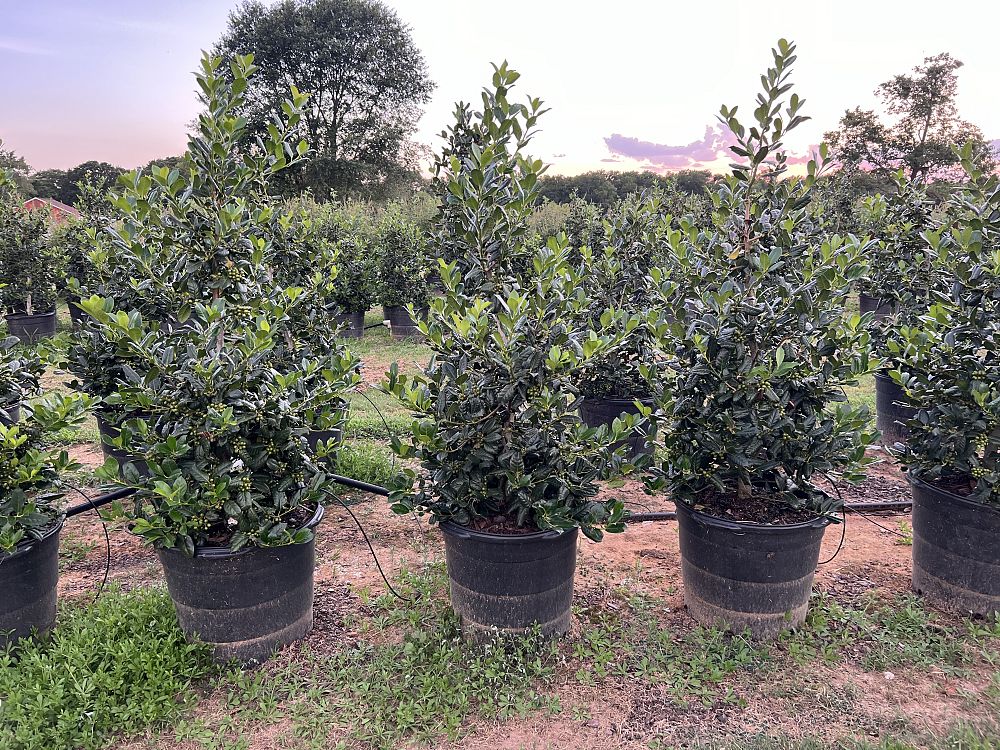 ilex-nellie-r-stevens-holly