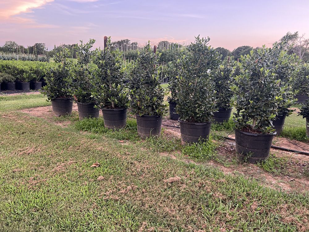 ilex-nellie-r-stevens-holly