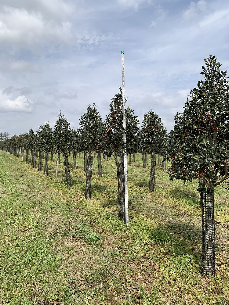 ilex-nellie-r-stevens-holly