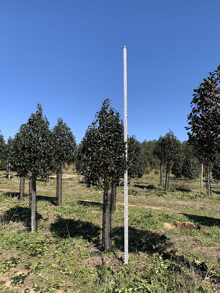 ilex-nellie-r-stevens-holly