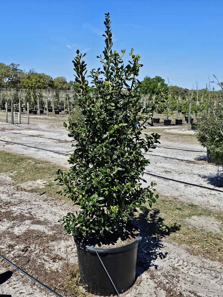ilex-nellie-r-stevens-holly