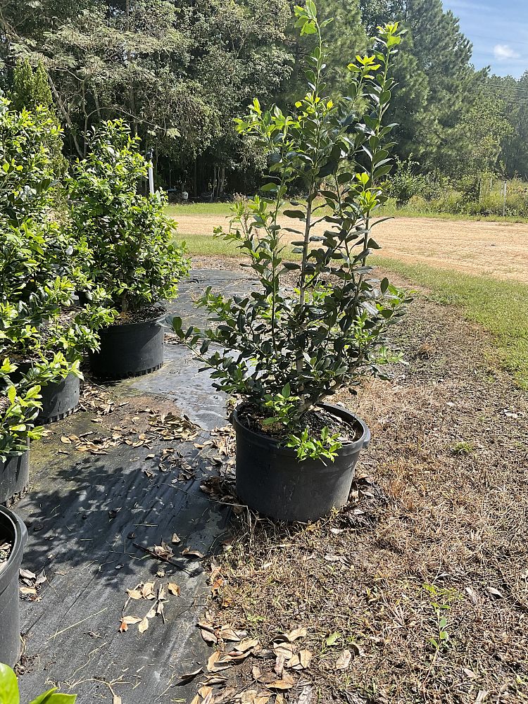 ilex-nellie-r-stevens-holly