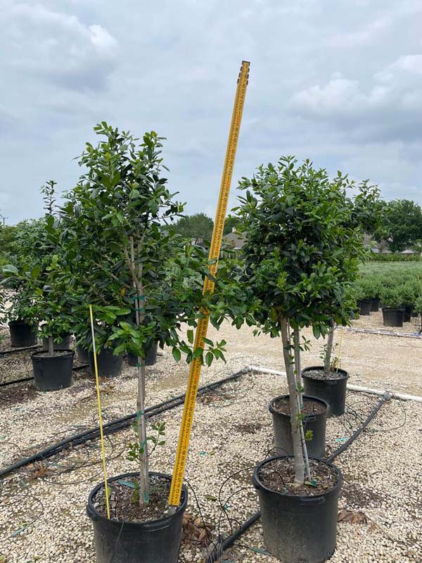 ilex-nellie-r-stevens-holly