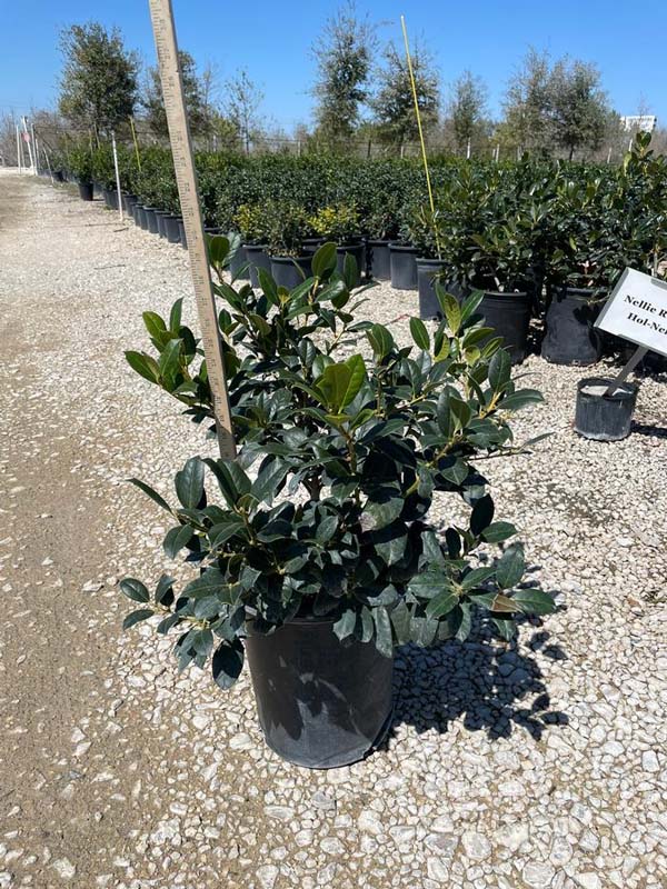 ilex-nellie-r-stevens-holly
