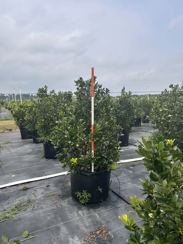 ilex-nellie-r-stevens-holly
