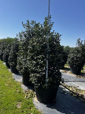 ilex-nellie-r-stevens-holly