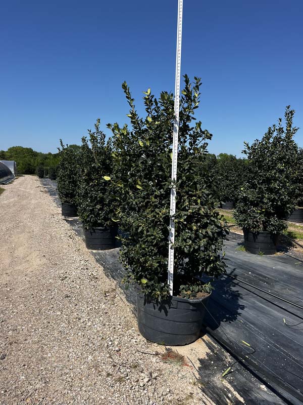 ilex-nellie-r-stevens-holly