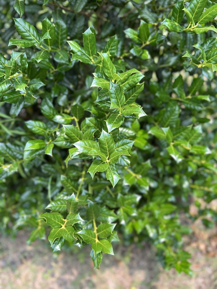 ilex-nellie-r-stevens-holly