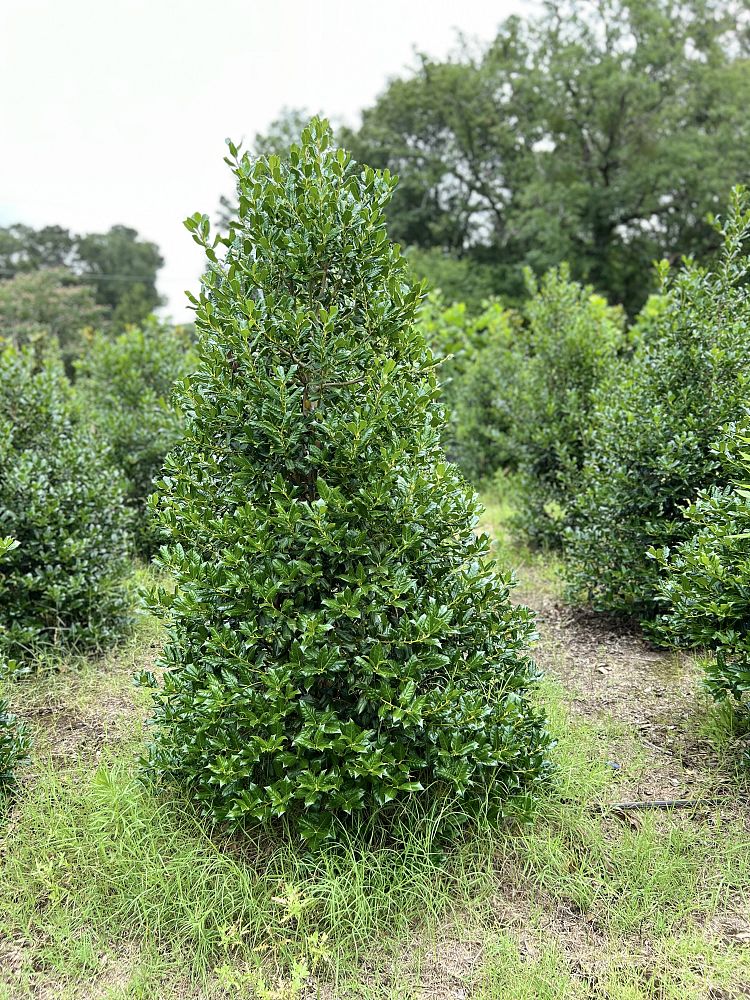 ilex-nellie-r-stevens-holly