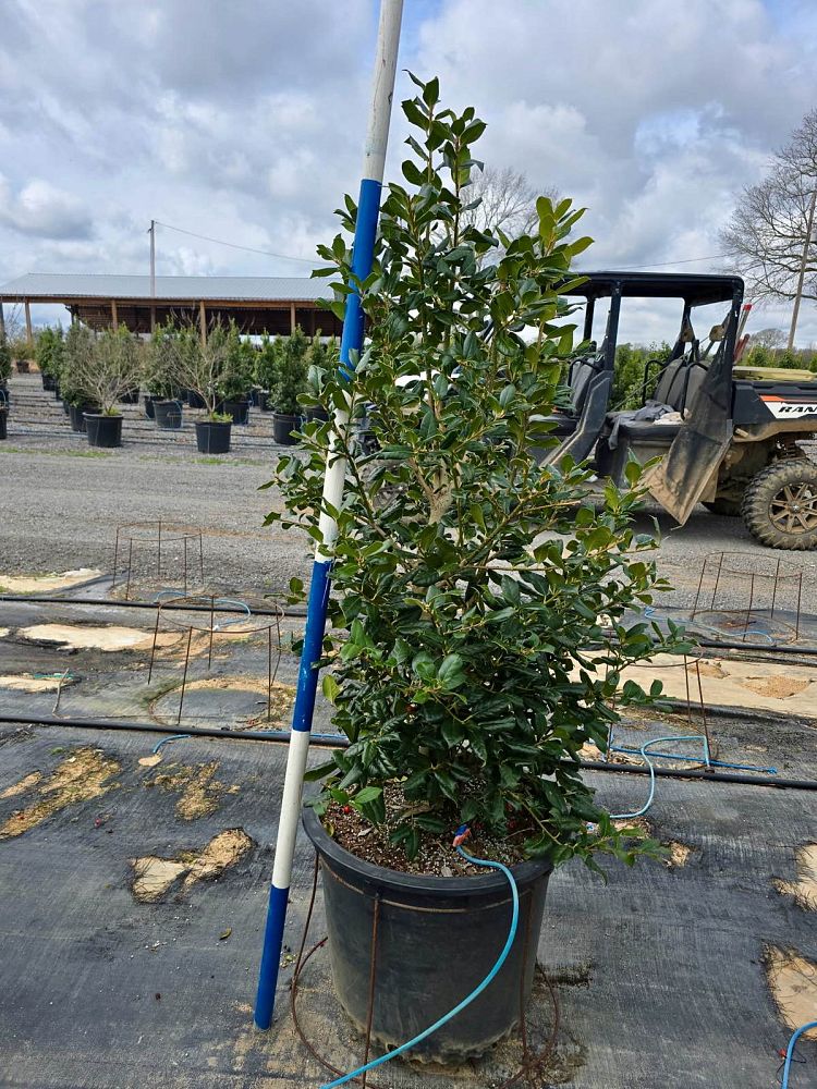 ilex-nellie-r-stevens-holly