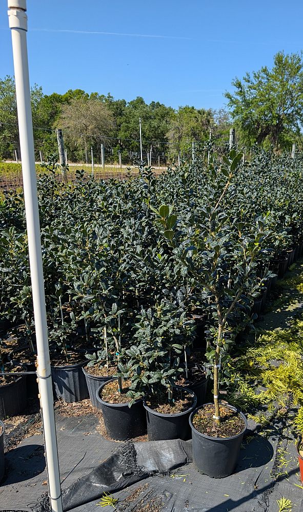 ilex-nellie-r-stevens-holly