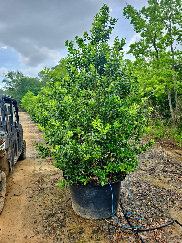 ilex-nellie-r-stevens-holly