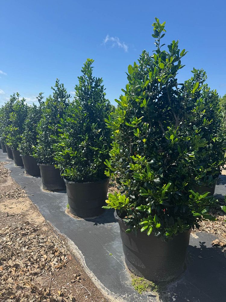 ilex-nellie-r-stevens-holly