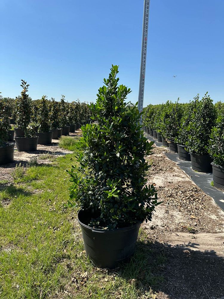 ilex-nellie-r-stevens-holly