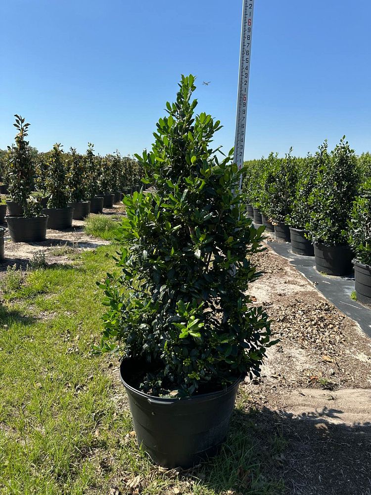 ilex-nellie-r-stevens-holly