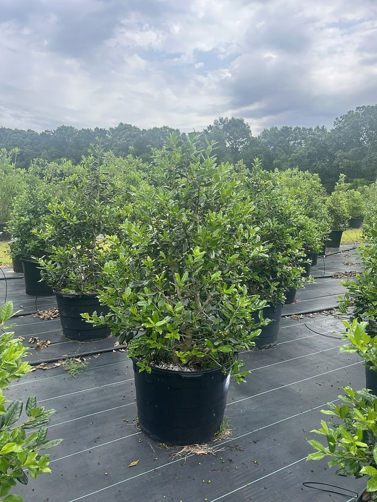 ilex-nellie-r-stevens-holly