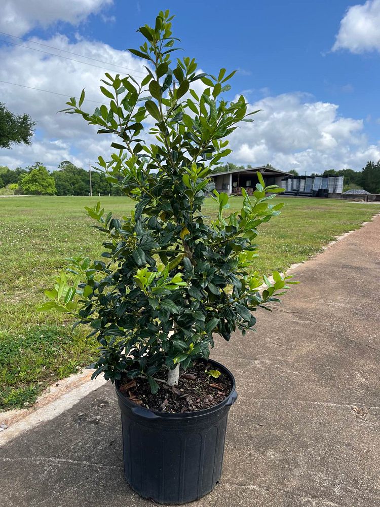 ilex-nellie-r-stevens-holly