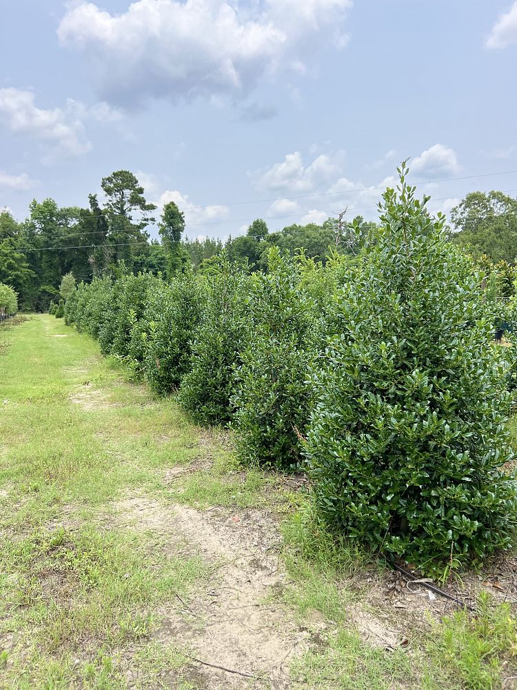 ilex-nellie-r-stevens-holly