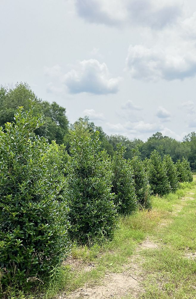 ilex-nellie-r-stevens-holly