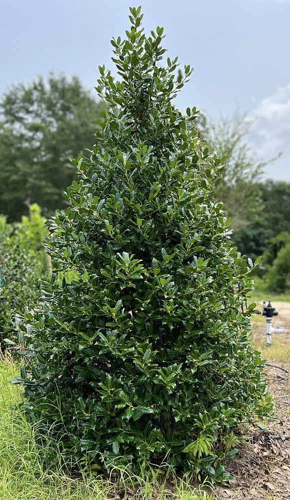 ilex-nellie-r-stevens-holly